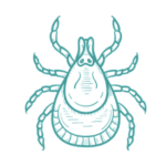 Disinfestazione acaro rosso del pollo a roma