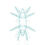 Disinfestazioni acari dei tarli a roma