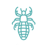 Disinfestazione pidocchi provincia di roma