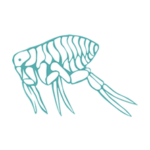 Disinfestazione pulci a roma e provincia