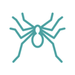 Disinfestazioni ragni provincia di roma