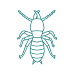 Disinfestazioni termiti a roma