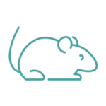 Disinfestazioni Derattizzazioni provincia di roma