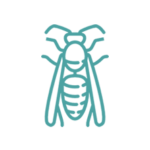 Disinfestazioni vespe e calabroni roma