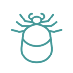 Disinfestazioni zecche provincia di roma