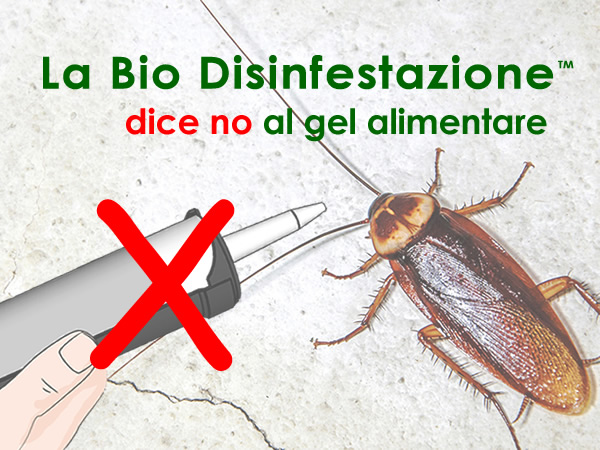 disinfestazione blatte scarafaggi roma